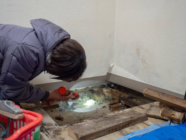 Biohazard Mold Removal in Hartley, CA