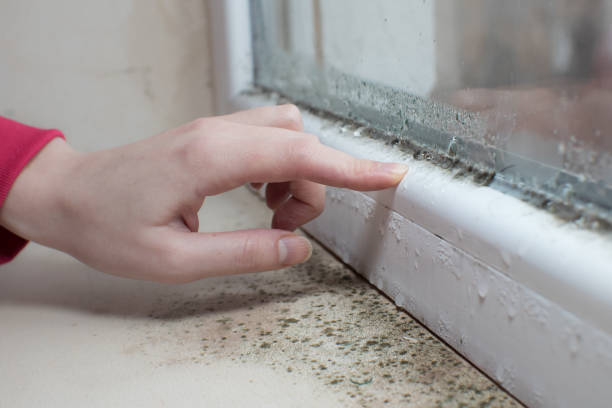  Hartley, CA Mold Removal Pros